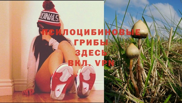 PSILOCYBIN Абаза